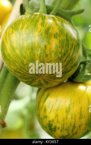 'Green Zebra' Tomaten der Sorte Reife nähern, auf der Rebe in einem Gewächshaus in einem Englischen Garten, Großbritannien Stockfoto