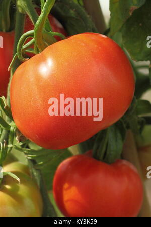 Tomaten wachsen auf eine Tomatenpflanze Rebe in einem Gewächshaus, England, Großbritannien Stockfoto