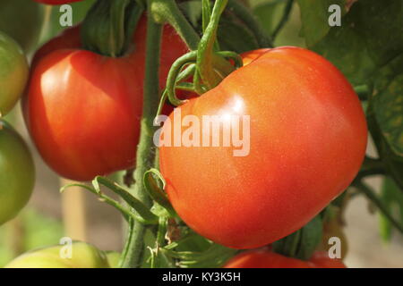 "Boxcar Willie", eine amerikanische Erbstück beefsteak Tomaten (Solanum Lycopersicum), wächst an einer Tomatenpflanze Rebe in einem Gewächshaus, England, Großbritannien Stockfoto