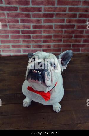 Porträt der französischen Bulldogge mit eleganten roten Schleife binden. Stockfoto