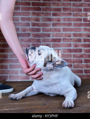 Portrait von Alte französische Bulldogge mit einer Ziegelwand Hintergrund. Stockfoto