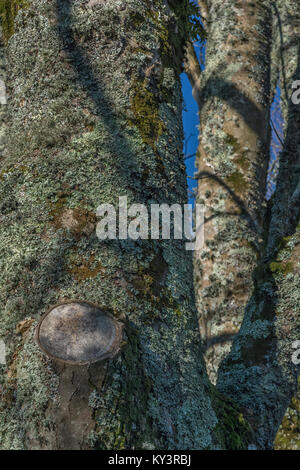 Flechten bedeckten Baumstamm in hellen Wintersonne. Stockfoto