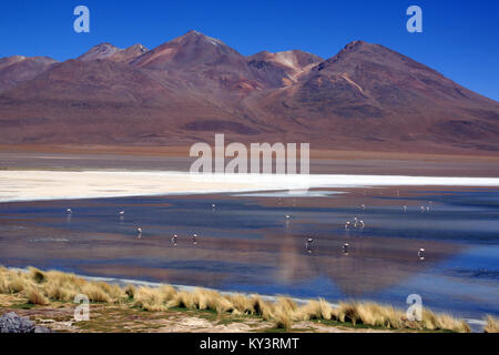 Berg, See und Flamingos in der Nähe von Uyuni in Bolivien Stockfoto