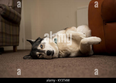 Schlafen Husky Hund faulenzen auf dem Teppich neben dem Sofa. Pfoten in der Luft auf der Suche sehr entspannt. Stockfoto