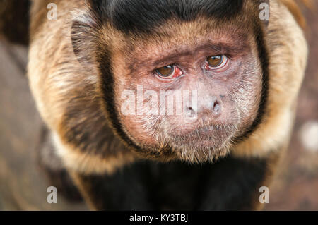 Von oben nach unten Kopf und Schultern geschossen von einem Schwarzen, schneebedeckten Kapuziner Affen, Sapajus apella, an der Edinburgh Zoo. 02. Mai 2013 Stockfoto