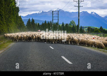 Eine Neuseeländische farmer Sperrung der Straße, während seine große Schafherde, die Autobahn auf der Südinsel von Neuseeland. 17. November 2007. Stockfoto