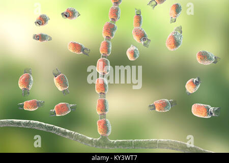 Kokzidioidomykose Pilz. Computer Abbildung von Dickwandigen arthroconidia und arthrospores vom Pilz Coccidioides immitis. Dieser Pilz ist in der Wüste und semi-ariden Regionen gefunden, und ist endemisch in South-Western USA, Mexiko und Südamerika. C. immitis ist der Erreger der coccidioidomyocosis, auch als Tal Fieber bekannt. Der Weg der Infektion ist fast immer Lungen, durch Einatmen der Sporen. Landwirtschaftliche Arbeitnehmer sind besonders gefährdet. Symptome sind Husten, Schmerzen im Brustkorb, Fieber, Hautausschlag und Müdigkeit. Die Behandlung erfolgt durch Antibiotika und Antimykotika. Stockfoto