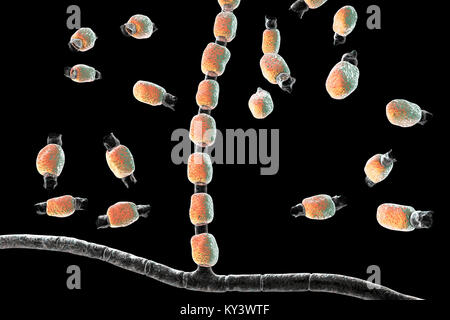 Kokzidioidomykose Pilz. Computer Abbildung von Dickwandigen arthroconidia und arthrospores vom Pilz Coccidioides immitis. Dieser Pilz ist in der Wüste und semi-ariden Regionen gefunden, und ist endemisch in South-Western USA, Mexiko und Südamerika. C. immitis ist der Erreger der coccidioidomyocosis, auch als Tal Fieber bekannt. Der Weg der Infektion ist fast immer Lungen, durch Einatmen der Sporen. Landwirtschaftliche Arbeitnehmer sind besonders gefährdet. Symptome sind Husten, Schmerzen im Brustkorb, Fieber, Hautausschlag und Müdigkeit. Die Behandlung erfolgt durch Antibiotika und Antimykotika. Stockfoto