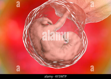 Embryo während der Spätphase der 4. Woche, computer Abbildung. Stockfoto