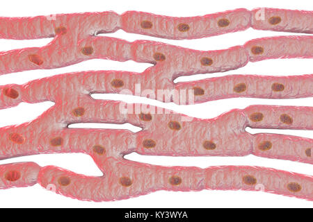 Herzmuskel Struktur, computer Abbildung. Herzmuskel besteht aus Spindelförmige Zellen in unregelmäßigen Bundles zusammengefasst. Grenzen zwischen den einzelnen Zellen sind schwach sichtbar. Jede Zelle enthält einen Kern, sichtbar als dunkle Flecken. Herzmuskel ist eine spezialisierte Muskelgewebe, die regelmäßig und kontinuierlich ohne ermüdenden Vertrag kann. Stockfoto