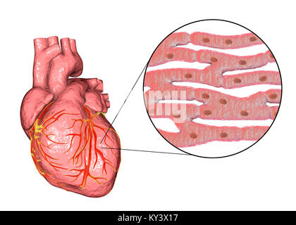 Herz, Computer Bild. Das Herz ist ein hohles Sac (unterer Rahmen) von Muskelgewebe, das Blut durch den Körper pumpen. Kleine Oberfläche koronaren Blutgefäße, die den Herzmuskel mit Blut versorgen. Vier große Blutgefäße (obere Frame) Blut und aus dem Herzen bringen. Von oben links bis mitte rechts Sie sind: die Vena cava (Vene wieder deoxygenated Blut aus dem Körper); der Aorta (Arterie durch die sauerstoffreiches Blut in den Körper gepumpt wird); der Pulmonalarterie (durch die deoxygenated Blut in die Lunge gepumpt) Stockfoto