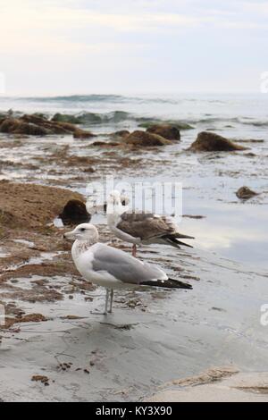 Zwei Möwen in die Küstenlinie von Laguna Beach Stockfoto