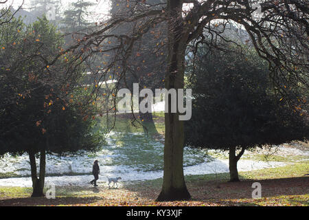 Lady walking Hund an einem strahlenden Wintermorgen in Brinton Park, Kidderminster. Sonnenlicht strahlt durch die großen Bäume auf schneebedeckte Gras. Stockfoto