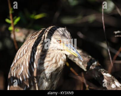 Eine amerikanische Rohrdommel in der Vegetation der Florida Everglades Stockfoto