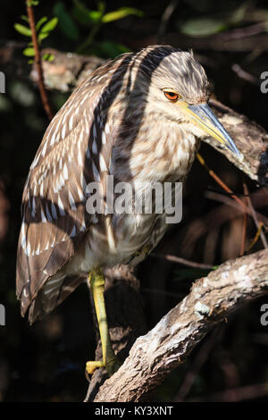 Eine amerikanische Rohrdommel in der Vegetation der Florida Everglades Stockfoto