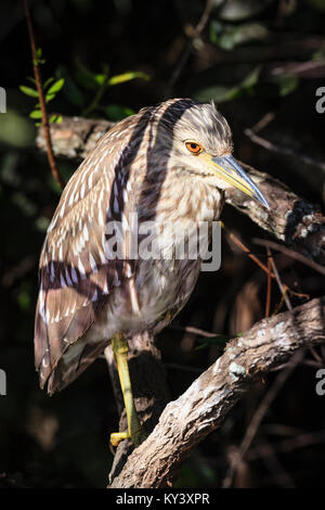 Eine amerikanische Rohrdommel in der Vegetation der Florida Everglades Stockfoto