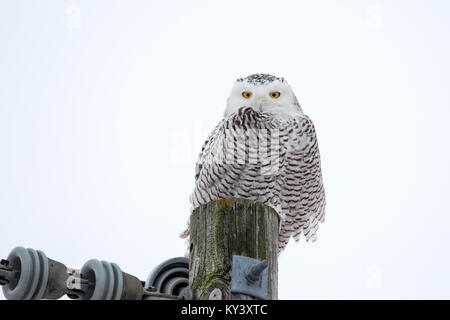 Schnee-eule (Bubo scandiacus) sitzt auf einem Utility Pole in der wilden und Kamera. Viel detail und Raum für Kopieren, wenn sie benötigt werden. Stockfoto