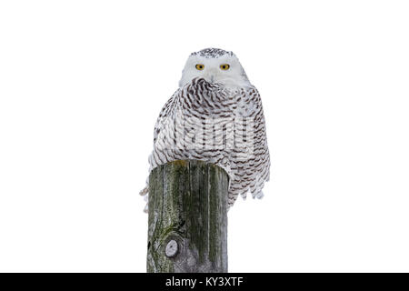 Schnee-eule (Bubo scandiacus) sitzen auf einem hölzernen Pfosten in der wilden und Kamera. Auf einem weißen Hintergrund. Viel detail. Stockfoto