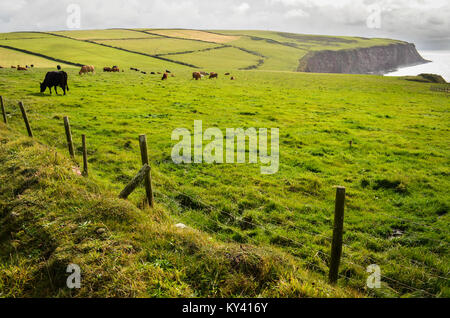 Englands von Küste zu Küste Weg, Kühe weiden entlang der Küstenlinie Hill von der Irischen See, in der Nähe von St. Bienen, England. Tag 1 Wenn in Richtung Westen nach Osten. Stockfoto