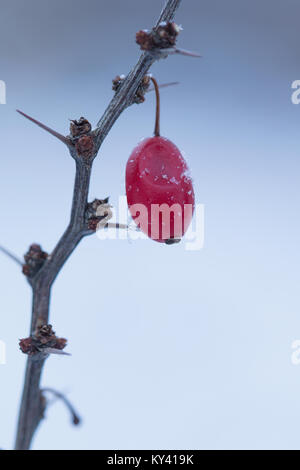 Rote Berberitze fuit auf einem dornigen Zweig der Berberis thunbergii. Stockfoto