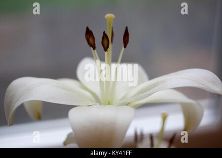 Weiße Lilie mit boke Hintergrund. Blüte füllt den Rahmen mit Soft Focus Blütenblätter und scharfen Blick der Schande und der staubblätter. Landschaft Stockfoto