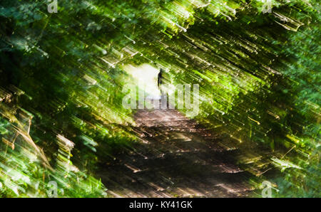 Wanderer, in einem Tunnel von Grün auf Englands Coast to Coast Path, Cleator, England. Stockfoto