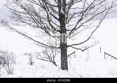 Sugar Maple Tree, Schneefall, Osten Montpelier, Vermont, USA. Stockfoto