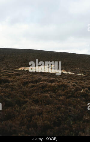 Landschaften von einem Spaziergang von Hathersage zu Stanage Edge im Peak District, Derbyshire. Stockfoto