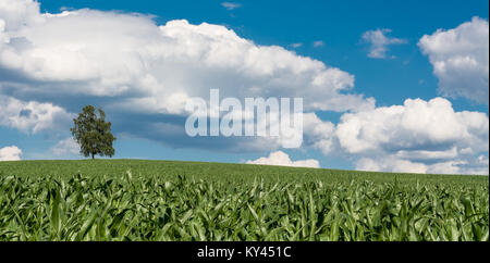 Allein Birke am Horizont. Betula. Einsamer Baum im Grünen cornfield unter blauen Himmel mit weißen Wolken. Blätter von Mais im Vordergrund. Stockfoto