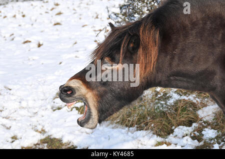 Exmoor Pony in einer verschneiten Landschaft erscheinen, die ein gutes Lachen Stockfoto