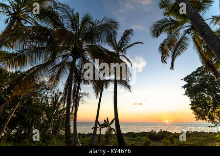 Blick auf die exotischen Palmen am Meer in der Karibik im Sonnenuntergang leuchten wächst. Stockfoto
