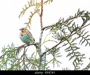 Winzige Song sparrow Sitzen auf einem Ast Stockfoto