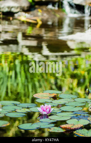 Schöne Seerose im Wasser Stockfoto