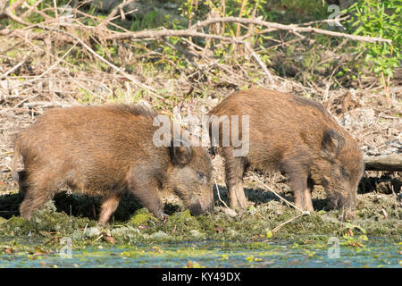 Jungen Wildschwein (Sus scrofa) Suche nach Essen auf Wasser, Ufer, im Donaudelta Stockfoto