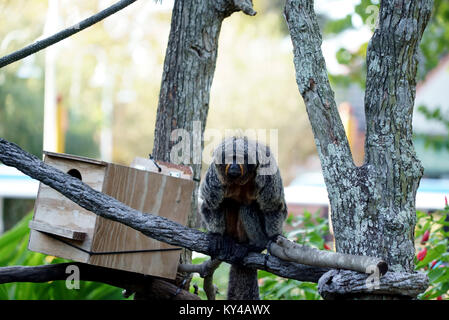 Weibliche White-Faced Saki Affe sitzt auf Zweig Stockfoto