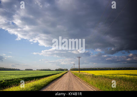 Eine schmale Schotterstraße zwischen einem gelben Raps Ernte und ein grünes Feld von Weizen unter einem blauen bewölkten Himmel in einem Sommer Landschaft Landschaft Stockfoto