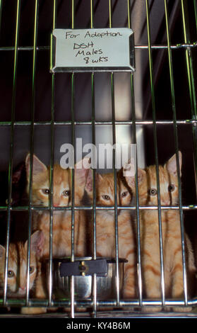 Orange Tabby Kätzchen, Felis catus, zur Adoption im Käfig in einem Tierheim in Missouri, USA Stockfoto