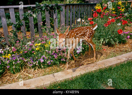 Baby Weißschwanzhirsch, Rehkitz, Odocoileus virginianus, isst die Stiefmütterchen im blühenden Sommerblumengarten in Missouri Stockfoto