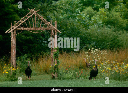 Wilde Truthähne, Meleagris gallopavo, mit Arbor im sommer wiese. Stockfoto