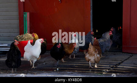 Huhn (Gallus gallus domesticus) Herde vor der Scheune, Winter, Yarmouth, Maine Stockfoto