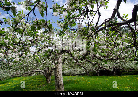 Apfel (Malus pumila) in voller Blüte, Obstgarten Hänsel, North Yarmouth Maine, USA Stockfoto