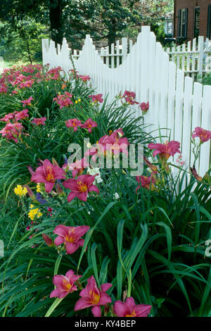 Weißen Lattenzaun mit leuchtenden wunderschönen Lachs farbige Lilien, Lilium Candidum, vor dem alten Haus, Maine, USA. Stockfoto