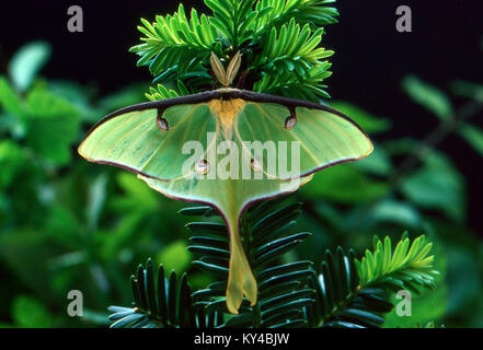 Luna Moth, nearktischen Faunenregion Saturniid, auf Eibe Zweig, Missouri, USA Stockfoto