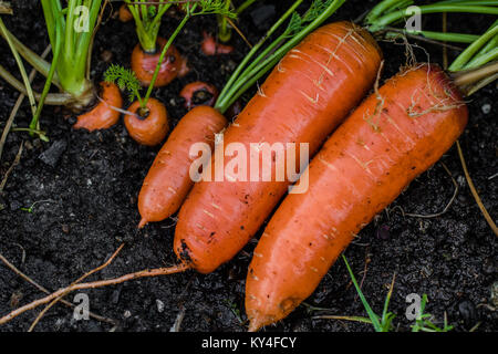 Frische Bio Karotten rechts aus dem Boden heraus. Organische im Garten arbeitende vom Feinsten. Stockfoto