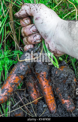 Frische Bio Karotten rechts aus dem Boden heraus