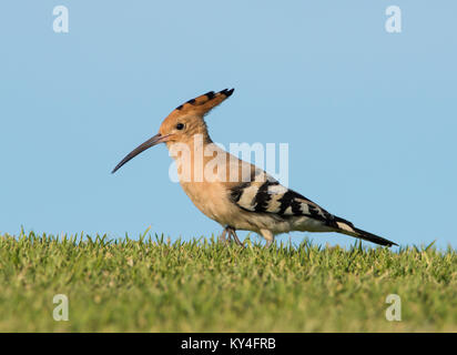 Wiedehopf, (Upupa epops) Fütterung für Larven auf kurzem Gras. Stockfoto