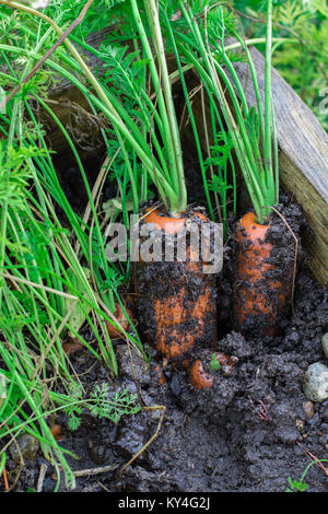 Frische Bio Karotten rechts aus dem Boden heraus. Organische im Garten arbeitende vom Feinsten. Stockfoto