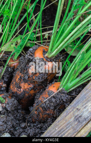 Frische Bio Karotten rechts aus dem Boden heraus. Organische im Garten arbeitende vom Feinsten. Stockfoto