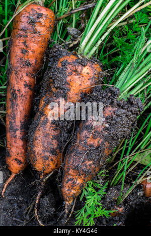 Frische Bio Karotten rechts aus dem Boden heraus