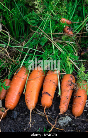 Frische Bio Karotten rechts aus dem Boden heraus. Organische im Garten arbeitende vom Feinsten. Stockfoto